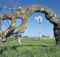 Greenough Leaning Trees - Accommodation Georgetown