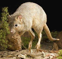 Kanyana Wildlife - Accommodation Georgetown