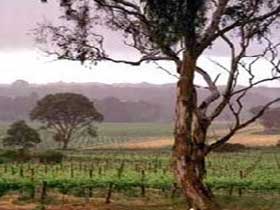 Yangarra Estate Vineyard - Accommodation Georgetown 0