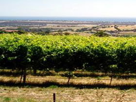 Braydun Hill Vineyard - Accommodation Georgetown 0