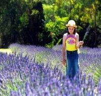 Brayfield Park Lavender Farm - Accommodation Georgetown