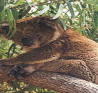 Mikkira Station - Accommodation Georgetown