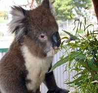 Glen-Forest Tourist Park - Accommodation Georgetown