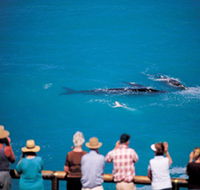 Whale Watching At Head Of Bight - Accommodation Georgetown