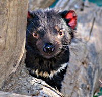 Trowunna Wildlife Sanctuary - Accommodation Georgetown