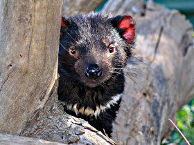Trowunna Wildlife Sanctuary - Accommodation Georgetown 0
