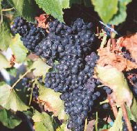 Darlington Vineyard - Accommodation Georgetown