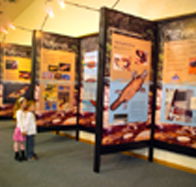 Platypus Experience - Accommodation Georgetown