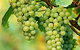 TP Vineyards - thumb 0