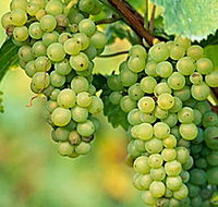 TP Vineyards - Accommodation Georgetown