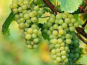 TP Vineyards - Accommodation Georgetown 0