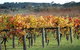 Apsley Gorge Vineyard - thumb 0
