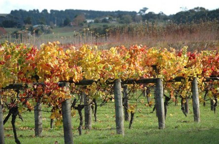 Apsley Gorge Vineyard - Accommodation Georgetown 0
