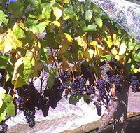 Palmara Vineyard - Accommodation Georgetown