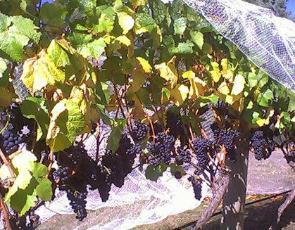 Palmara Vineyard - Accommodation Georgetown 0