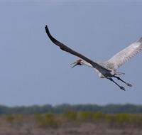 Gayngaru Wetlands Interpretive Walk - Accommodation Georgetown