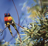 Wangi Falls Walk - Accommodation Georgetown