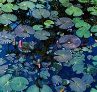 Pine Creek Water Gardens - Accommodation Georgetown