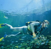 Kirra Reef Dive Site - Accommodation Georgetown