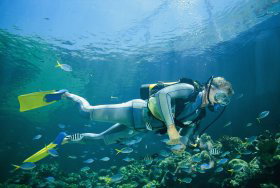 Kirra Reef Dive Site - Accommodation Georgetown 0