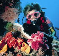 Cook Island Dive Site - Accommodation Georgetown