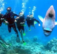 Jew Shoal Dive Site - Accommodation Georgetown