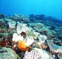Mudjimba Old Woman Island Dive Site - Accommodation Georgetown