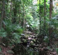 Mossman Gorge Rainforest Circuit Track Daintree National Park - Accommodation Georgetown
