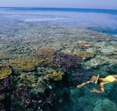 Split Bommie Dive Site - Accommodation Georgetown