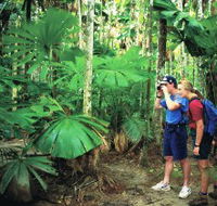 Mount Sorrow Ridge Trail Daintree National Park - Accommodation Georgetown