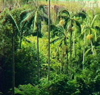 Fern Tree Pool and Giant's Chair Circuit - Accommodation Georgetown