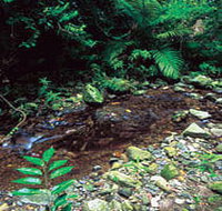 Wompoo Walk - Accommodation Georgetown