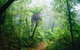 Lamington National Park, Green Mountains Section - thumb 0
