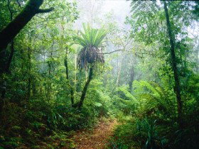 Lamington National Park, Green Mountains Section - Accommodation Georgetown 0
