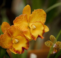 Queens Park - Orchid House - Accommodation Georgetown