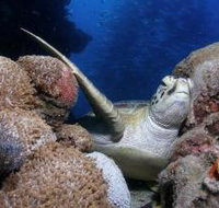 Light House Bommie Dive Site - Accommodation Georgetown