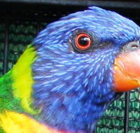 Fraser Coast Wildlife Sanctuary - Accommodation Georgetown