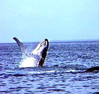 Whale Watching - Accommodation Georgetown