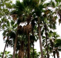 Palm Tree Creek - Accommodation Georgetown