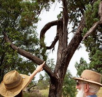 Charleville - Outback Native Timber Walk - Accommodation Georgetown