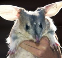 Charleville - Bilby Experience - Accommodation Georgetown
