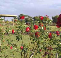 Elizabeth Park Rose Gardens - Accommodation Georgetown