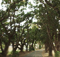 Mango Avenue - Accommodation Georgetown