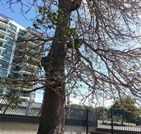 The Leichhardt Tree - Accommodation Georgetown
