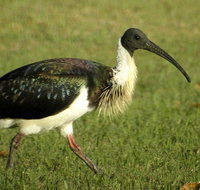 Toowoomba Bicentennial Waterbird Habitat - Accommodation Georgetown