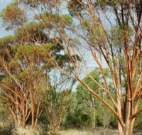 Myall Park Botanic Garden - Accommodation Georgetown