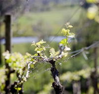 Elan Vineyard and Winery - Accommodation Georgetown