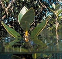 Jawbone Marine Sanctuary - Accommodation Georgetown