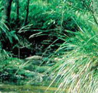 Lerderderg State Park - Accommodation Georgetown