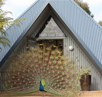 Halls Gap Zoo - Accommodation Georgetown